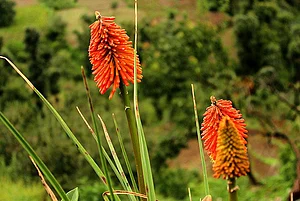 Perennial kniphofia flower commonly known as poker plant bloom on their own in the wild... and theres no one to pack them off to the lobbies of five-star properties