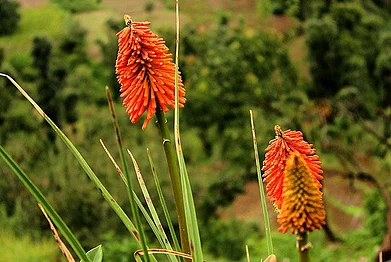 Perennial kniphofia flower commonly known as poker plant bloom on their own in the wild... and theres no one to pack them off to the lobbies of five-star properties