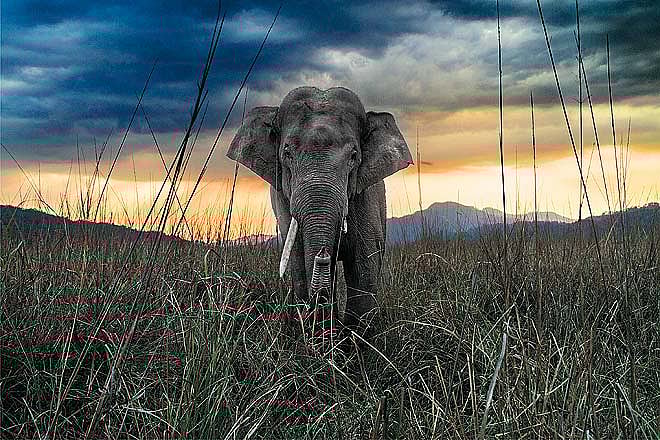 A curious elephant approaches the photographer at Jim Corbett National Park in Uttarakhandild