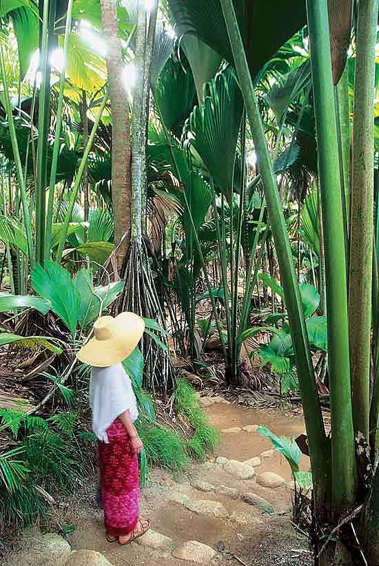 The Valle de Mai Nature Reserve on Praslin Island