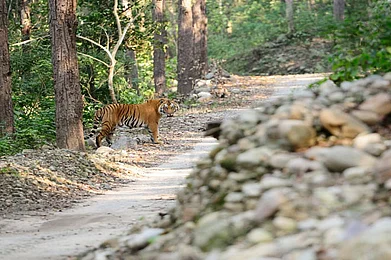 Travel guide to Jim Corbett National Park