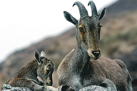 Nilgiri Tahr with a fawn