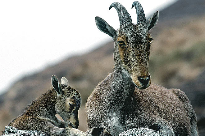 Nilgiri Tahr with a fawn