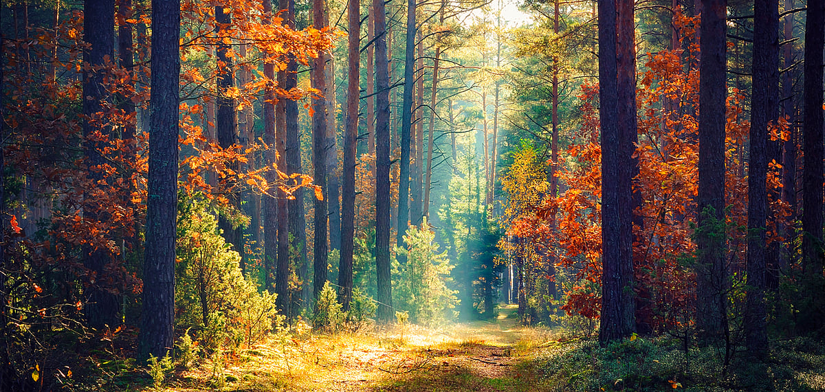 Visit These Tranquil Forests For A Unique Holiday