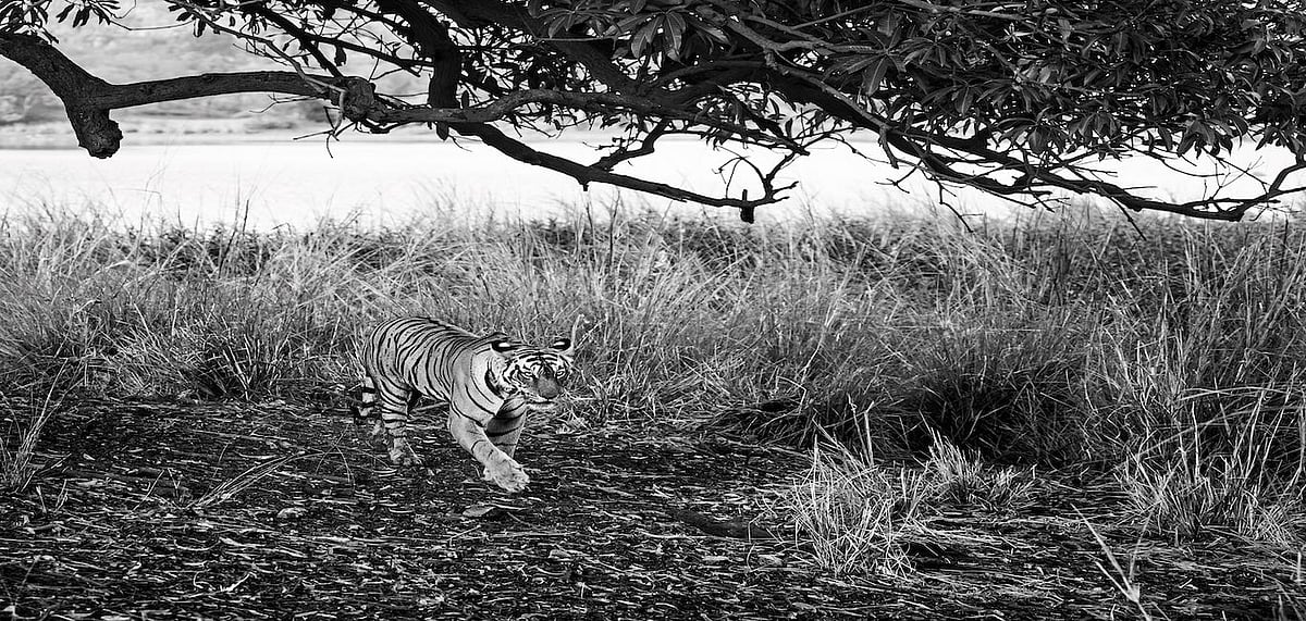 Arrowhead (T84) on a routine patrol