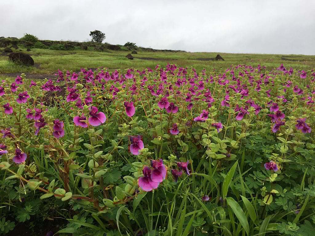 The blooming Kaas plateau