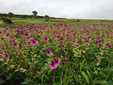 The blooming Kaas plateau