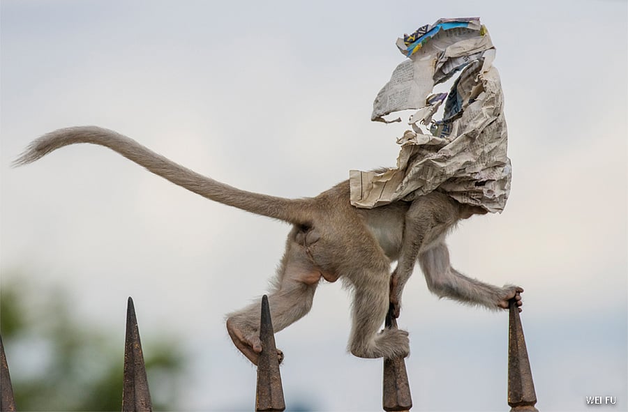  A  newspaper  covers the  face of a  macaque