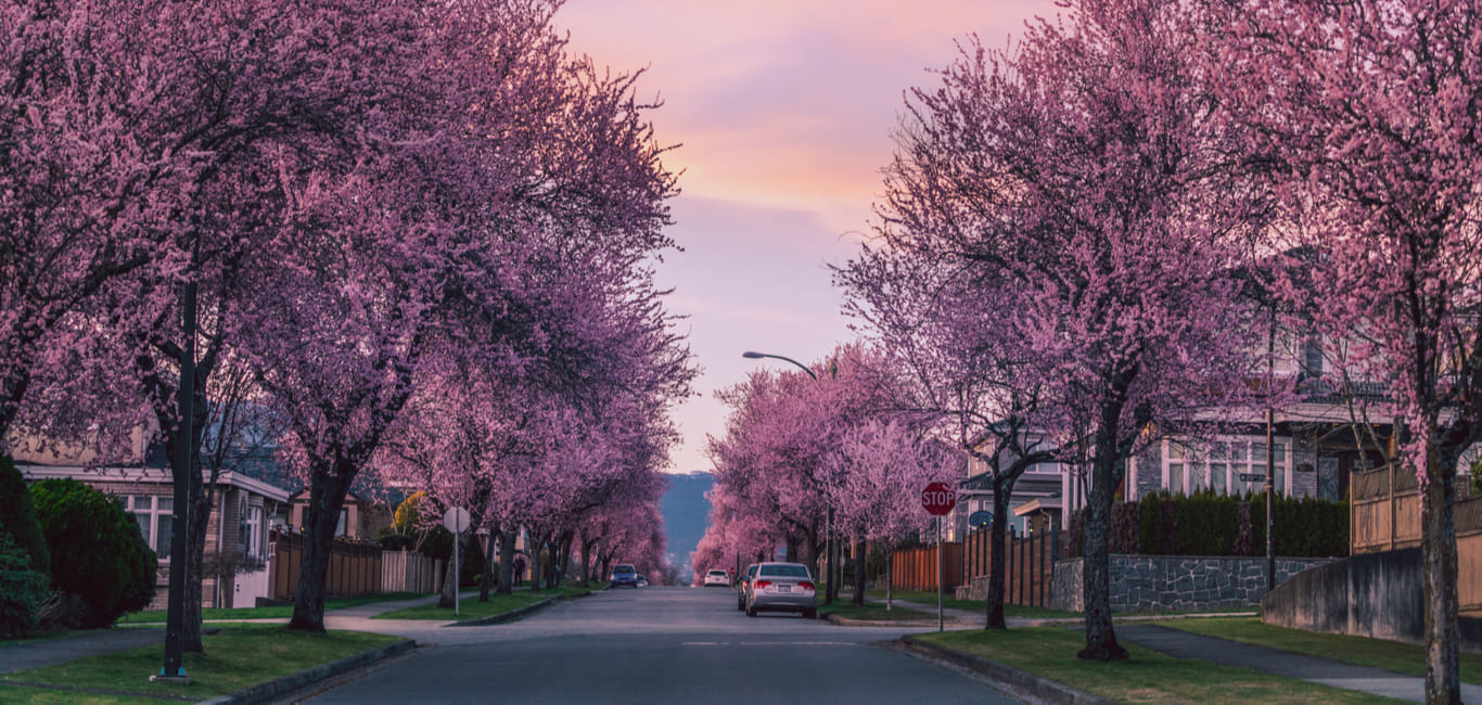 An avenue in Canada with flower-laden trees lining the sides