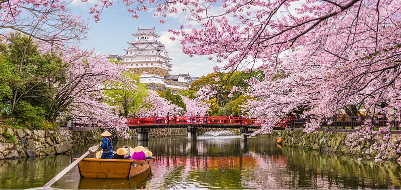 The ritual of watching cherry blossoms in early spring is called hanami
