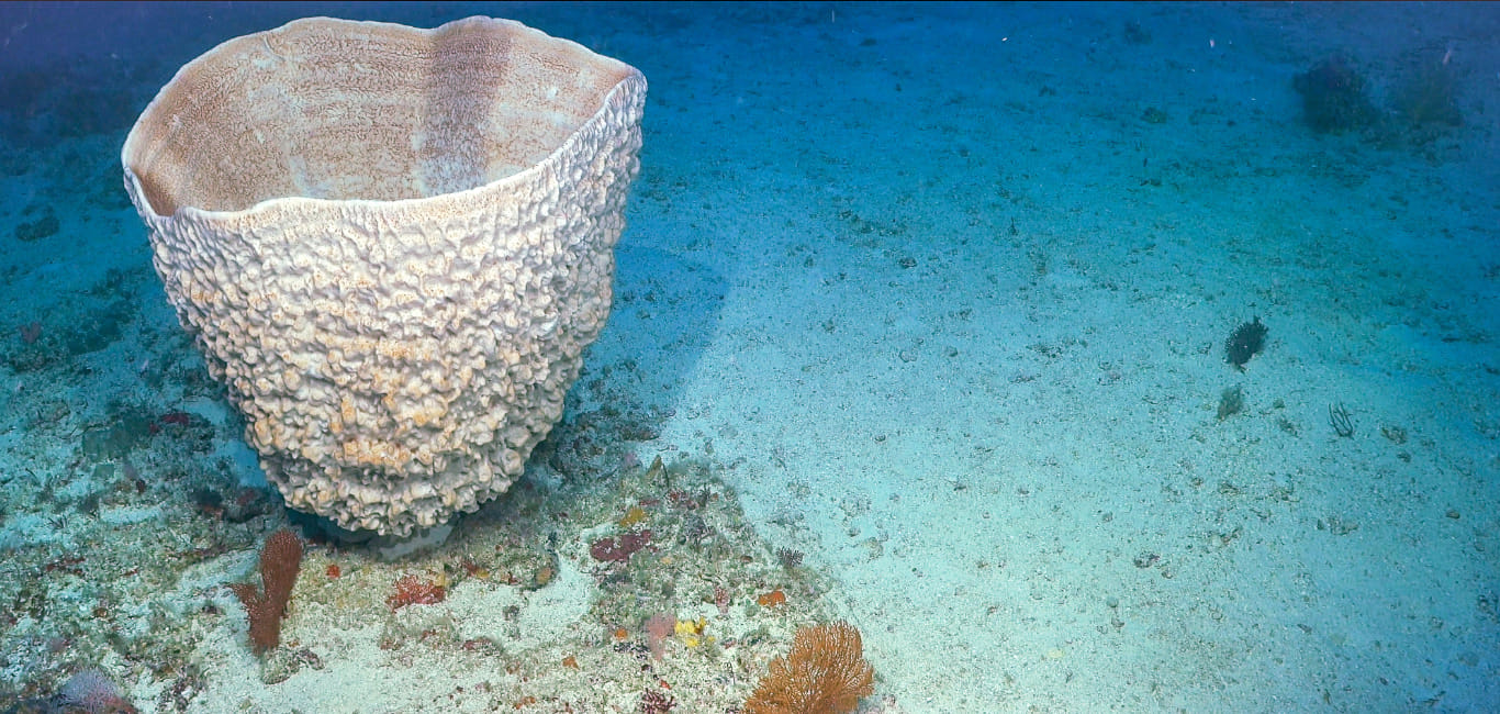 A robotic exploration of the Ashmore Reef Marine Park sea floor revealed the colourful denizens of the deep waters
