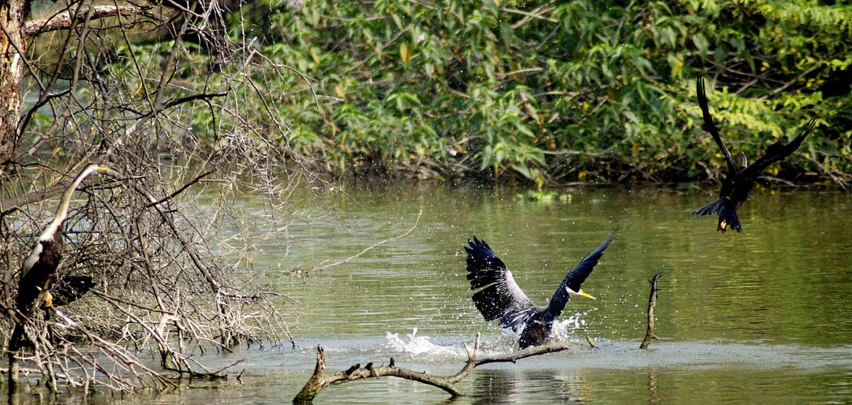 Oriental Darters make a splash in a pond at Keoladeo National Park