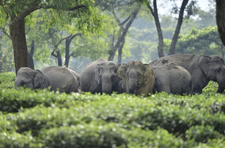 A herd of elephants seen inside a tea garden in Assam - Surajit Sharma