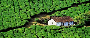 Shutterstock : Kerala Relaxing in Cardamom Country
