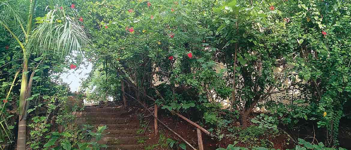 Verdant spaces at the farm 