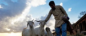 The Goat Village A Responsible Escape To An Animal Farm