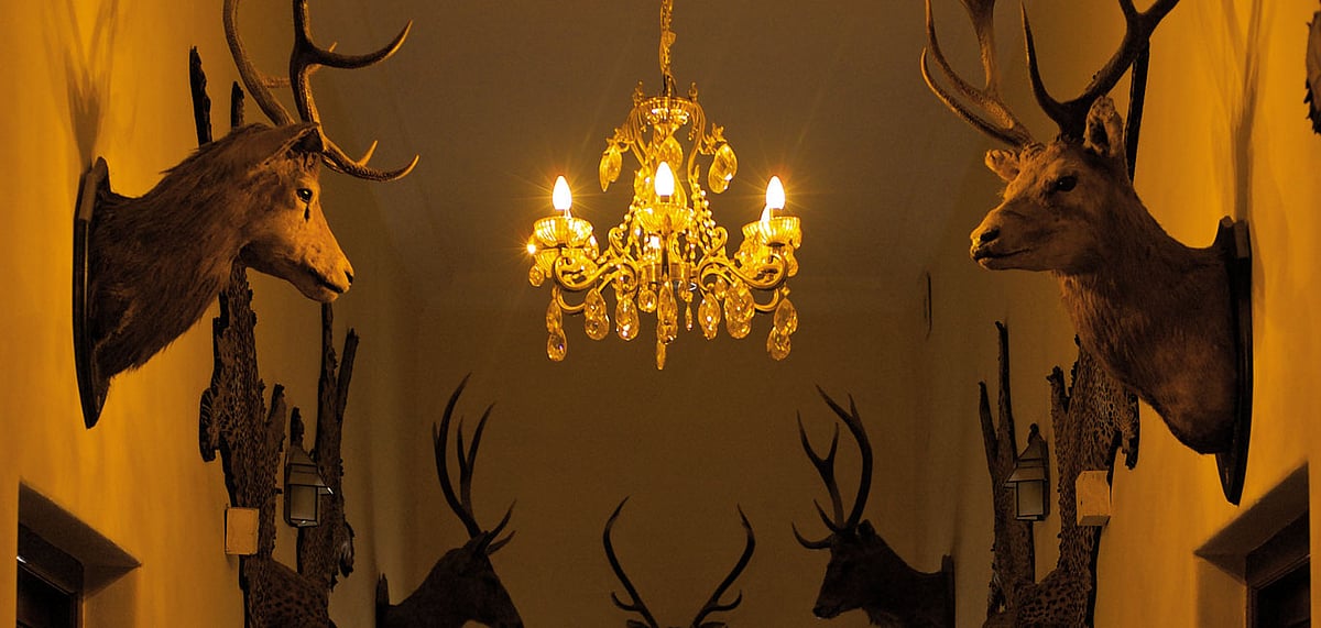 Several game trophies in a corridor