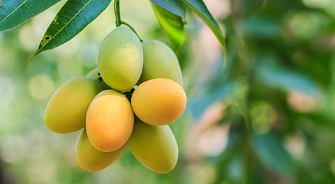 Mangoes make Indians happy like nothing else