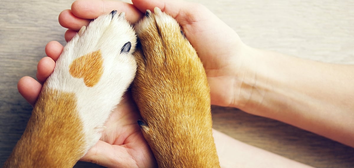 Get on an adventure or just relax at these hotels with your pets