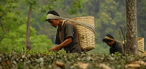 Tea Garden Workers Run The Homestays At Makaibari. Credit Shutterstock