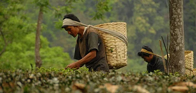 Tea Garden Workers Run The Homestays At Makaibari. Credit Shutterstock