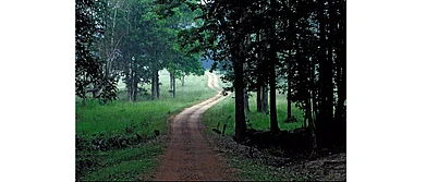 Rewilding India