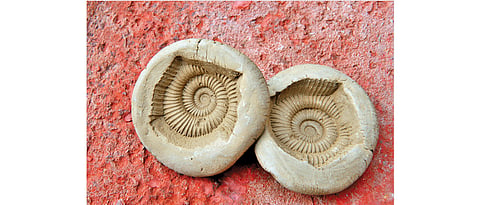 Mud replicas of fossils from Langza make pretty souvenirs