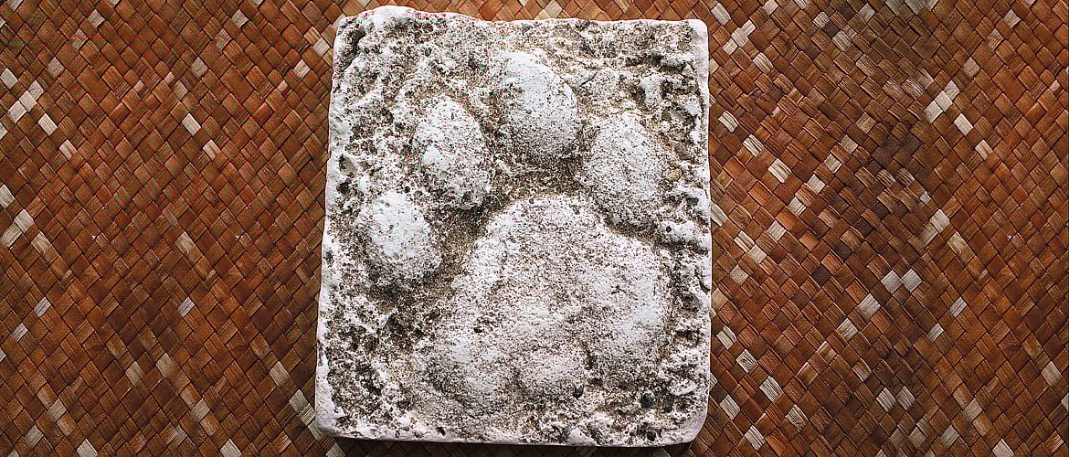 Souvenir Preserving a Pugmark