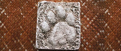 Souvenir Preserving a Pugmark