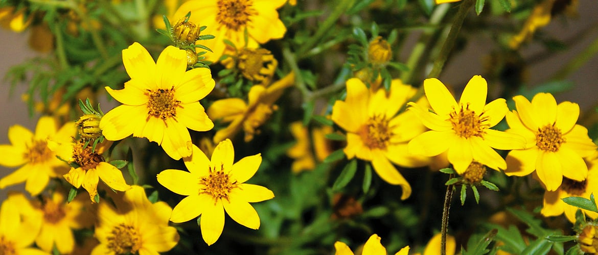 Blog New Years celebrations from around the world