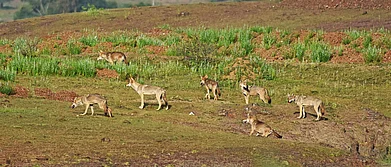 Wolves, the highly elusive canids, live in the grasslands of Saswad, near Pune