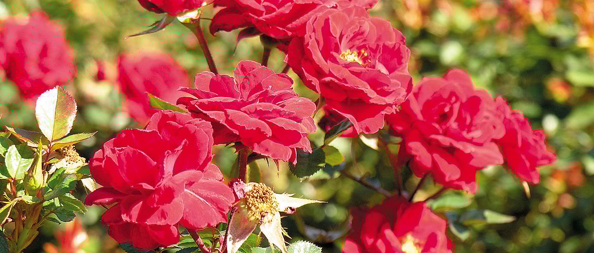 Rajasthan The Roses of Pushkar