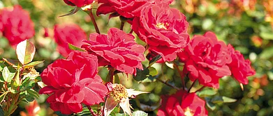 Rajasthan The Roses of Pushkar