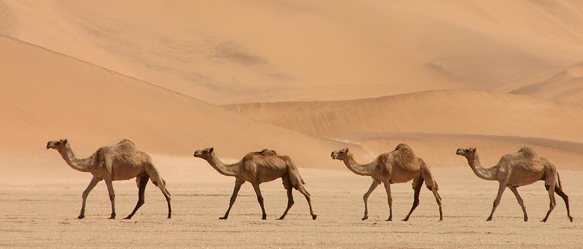 The Importance of Camels