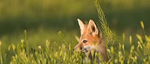 5 Books About Wildlife You Must Read