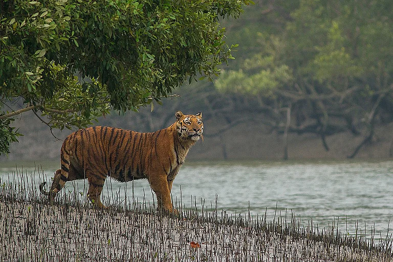 The Sundarbans are the world's largest mangrove forest, located in the Bay of Bengal delta - Shutterstock