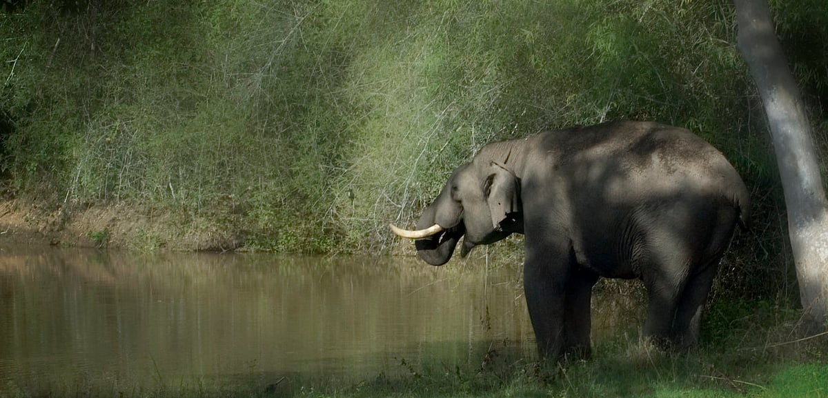 Inside Bandipur National Park
