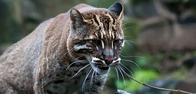 The Asiatic Cat in a Golden Coat, One of The Six Colours Spotted