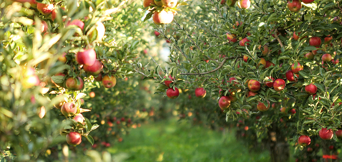 Two - day Apple Fest in Shimla