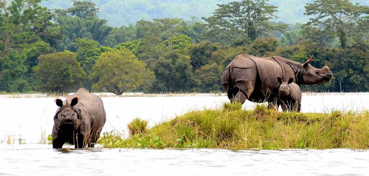 Representative Image One-horned rhinos take shelter on highland during floods in 2017 