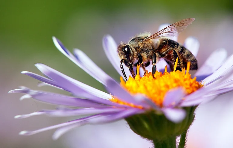 An indispensible part of nature, bees help pollinate a large variety of plants and flowers - Deposit Photos