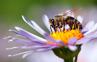 Deposit Photos : An indispensible part of nature, bees help pollinate a large variety of plants and flowers
