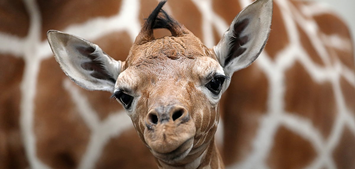 Close-up of a baby giraffe