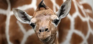 Close-up of a baby giraffe