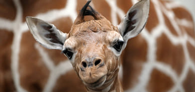 Close-up of a baby giraffe