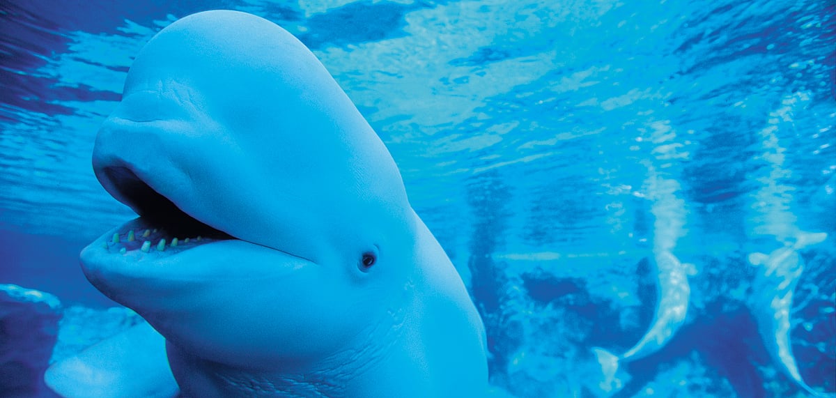 Two female beluga whales are the first residents of their namesake sanctuary
