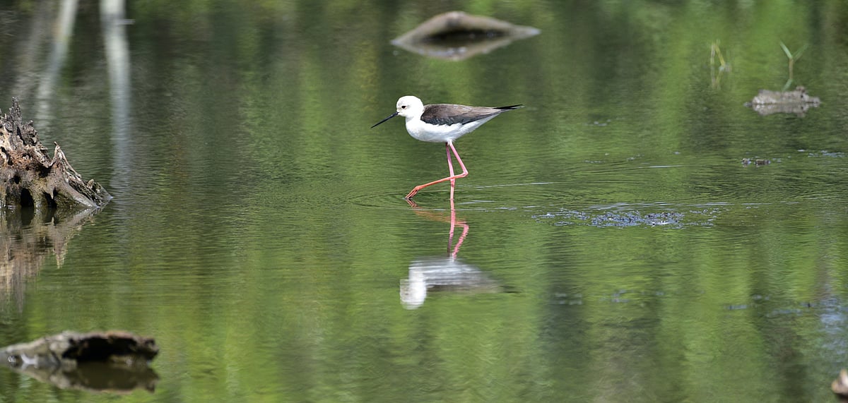 A black-winged stilt foraging in Bhitarkanika National Park