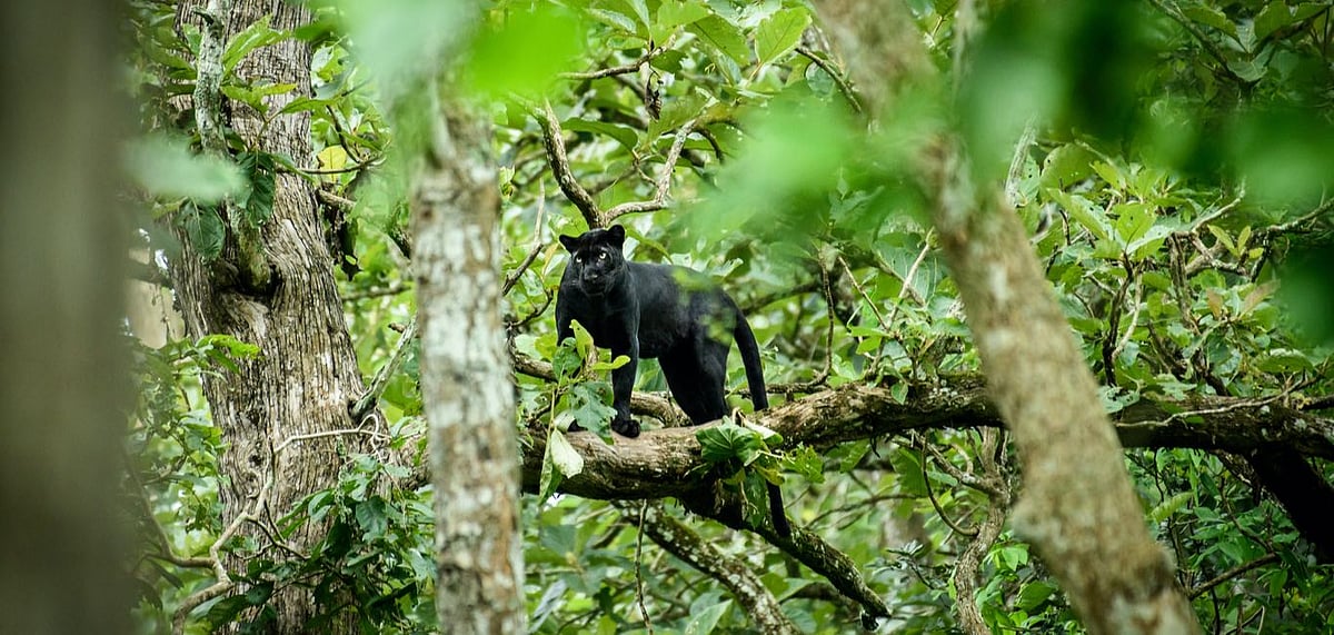 Representative Image The ever elusive black panther 