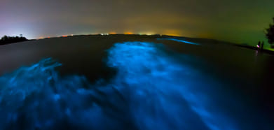Representative Image The waves turn blue due to presence of Noctiluca Scintillans