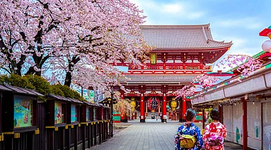 Shutterstock : The pink blossoms that grace Japan every spring